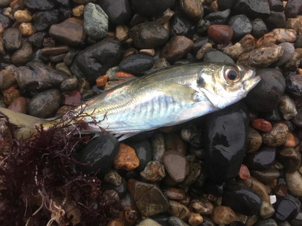 サーフヤエンにトライしたが‥。