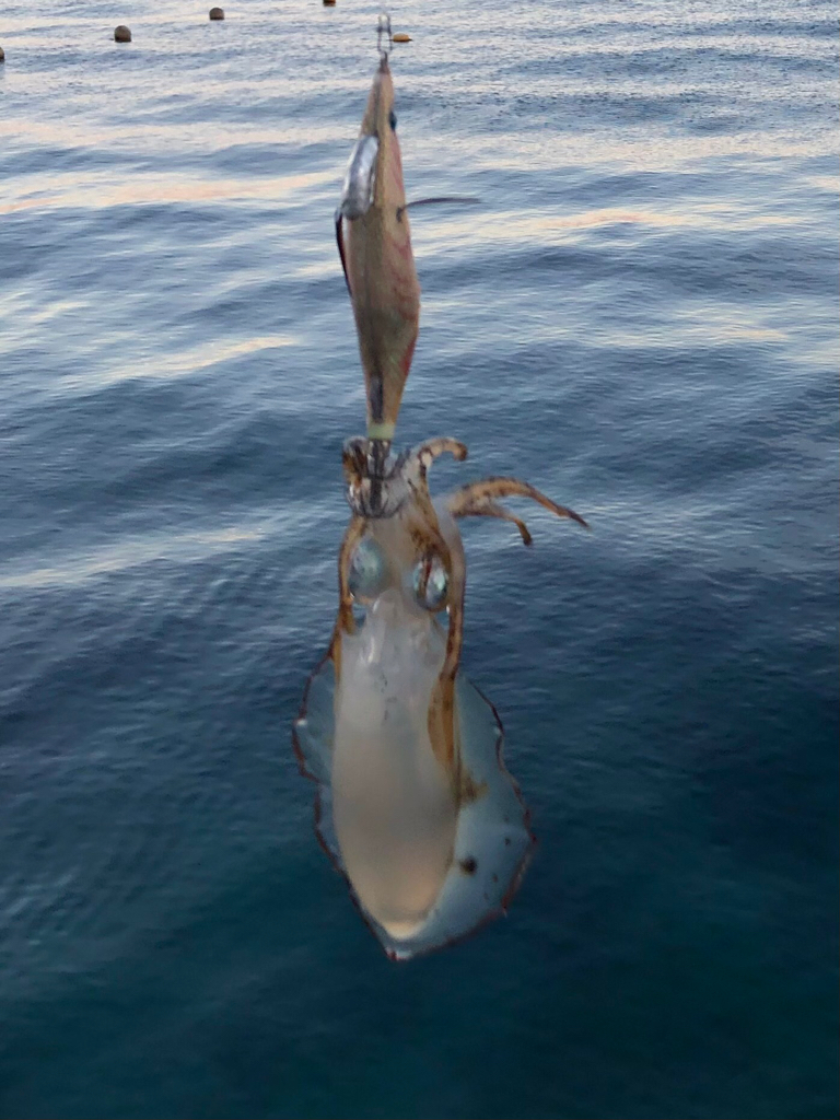 シャローに幸ありpart.2