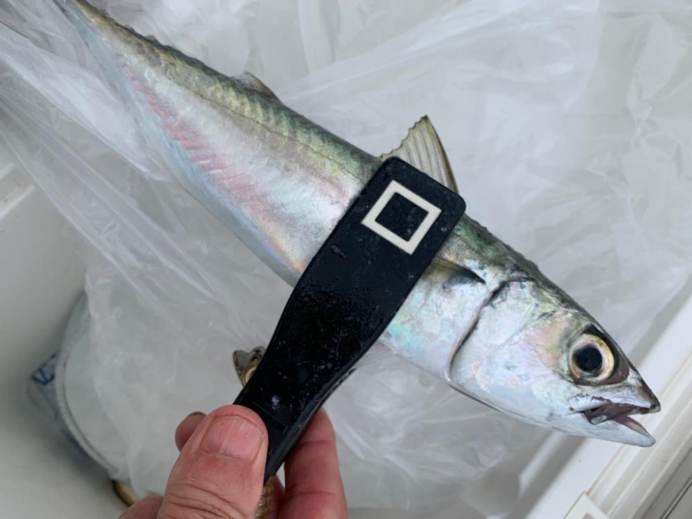 今期最悪の釣果⤵︎