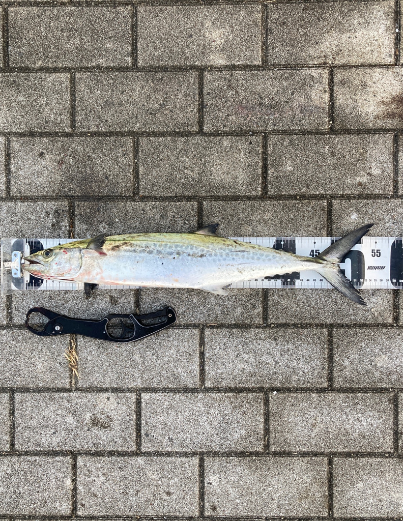 激渋湾奥コスモ。何とか青牙55cm。。