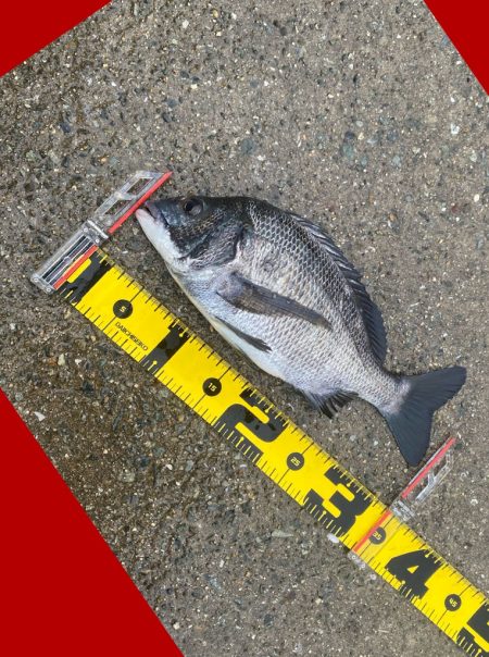 強い引きを期待して