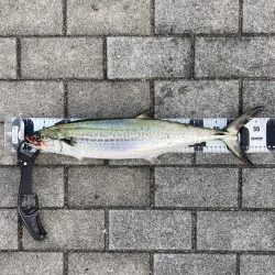 冷え込み激しい中。青牙57cm。。。