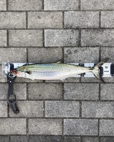 冷え込み激しい中。青牙57cm。。。