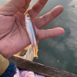 ワカサギ釣り