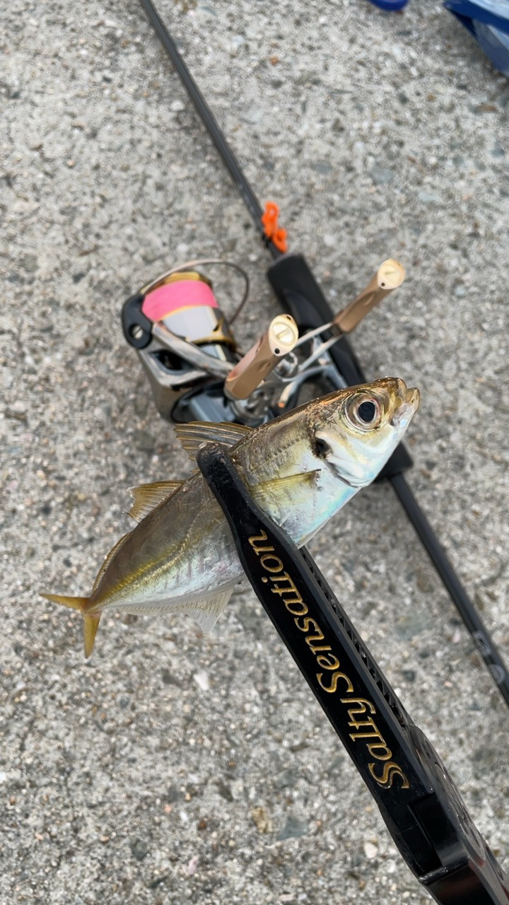 尺アジを探して