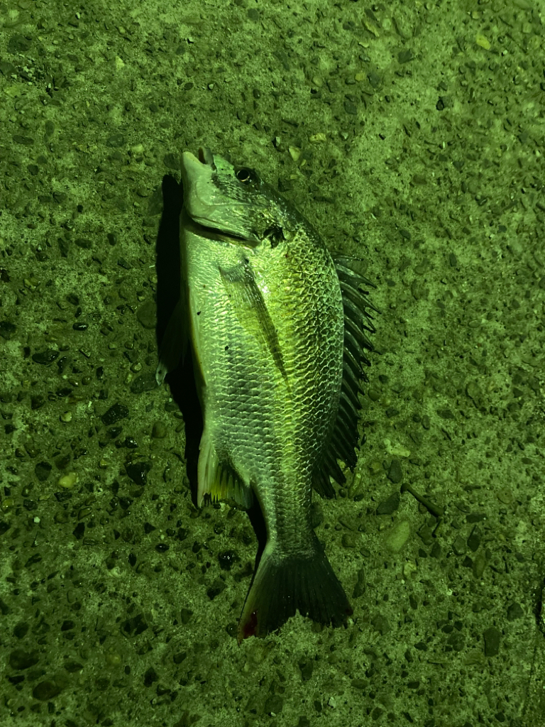 アジング修行へ