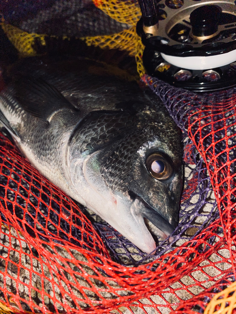 ヘチってきました