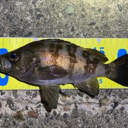 明石メバル釣行