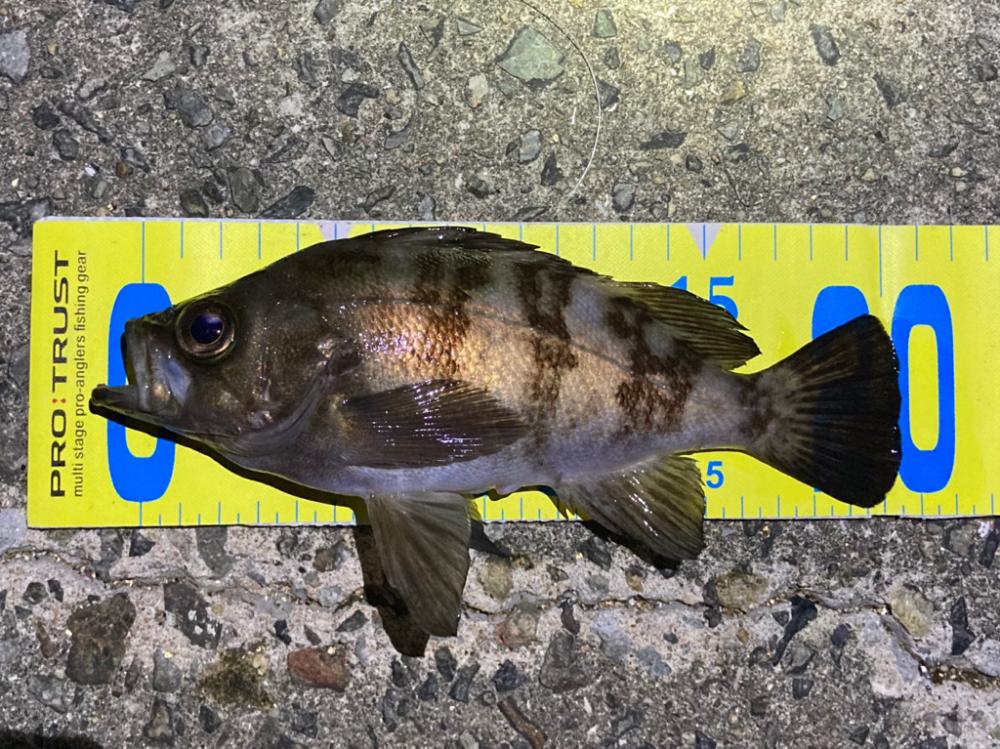 明石メバル釣行