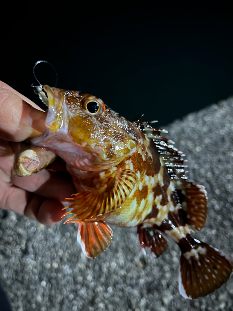 アジはどこへ!?