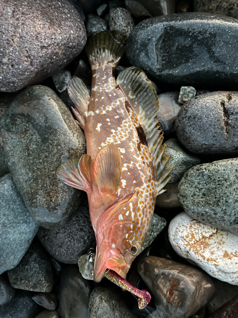 釣れてはいけない魚が