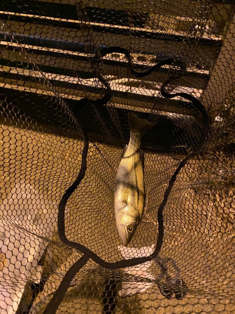 初エビ撒き　たのし！