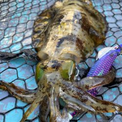 ティップランエギング好調！