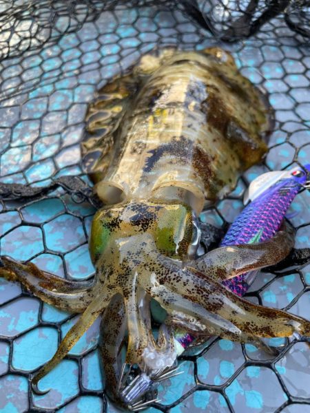 ティップランエギング好調！