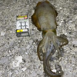 アオリイカ釣り