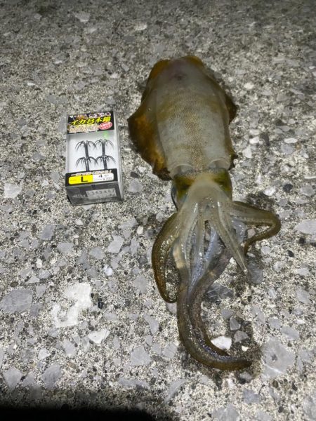 アオリイカ釣り