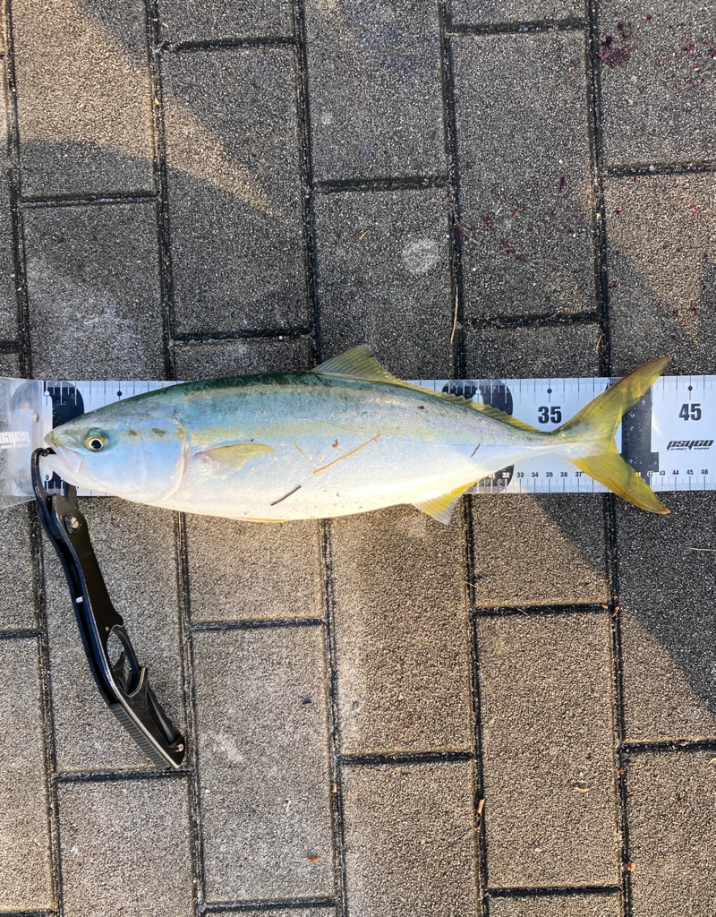 青牙掛けそ損じまくり。ハマチ44cm。。