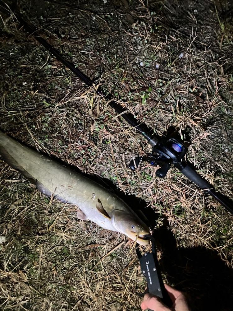 秋のナマズ祭り?