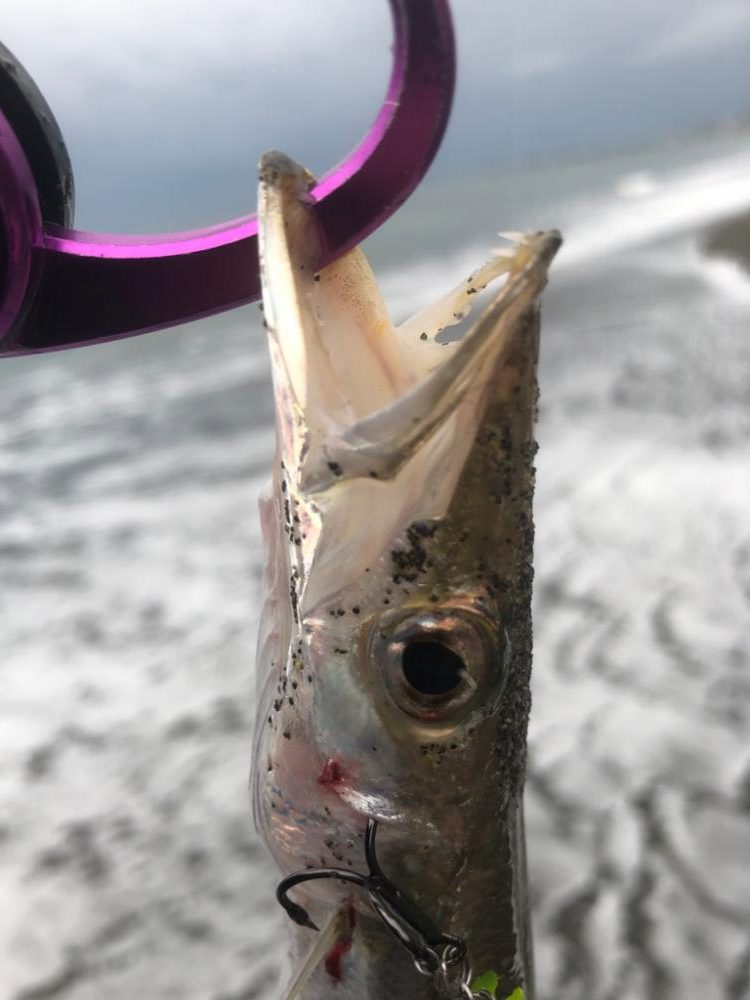 今朝はサゴシの回遊があったみたい