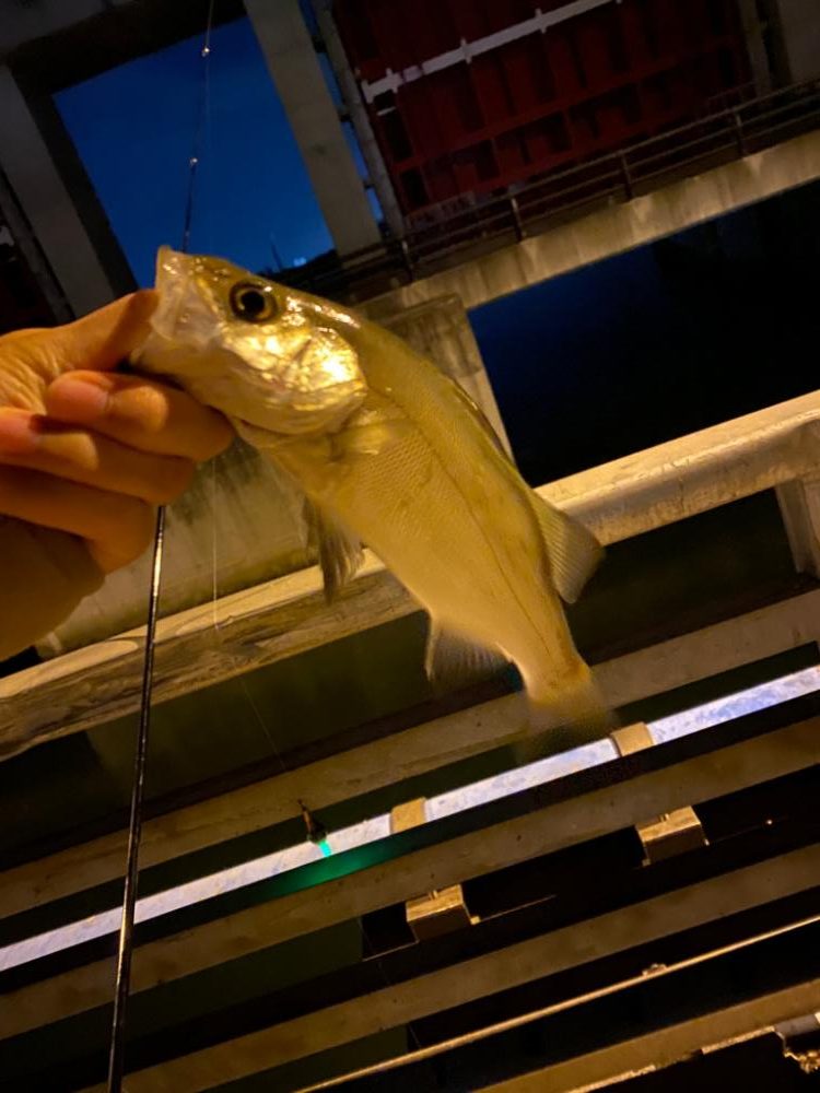 やっぱり楽しいわー