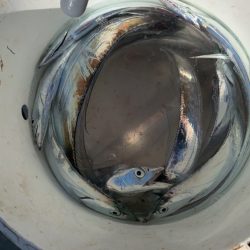 とりあえず数は釣れました。