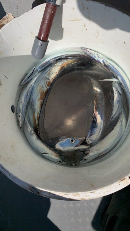 とりあえず数は釣れました。