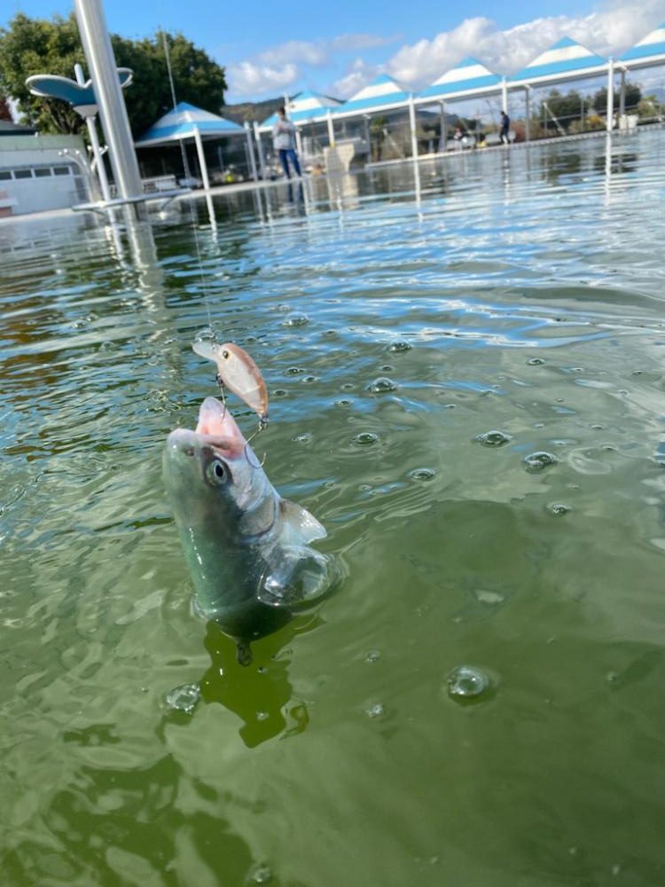 亀プー　エリアトラウト