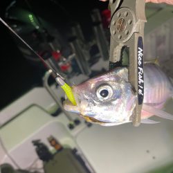 和歌山ボートアジング