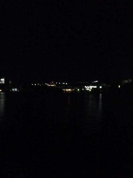 やっとのアオリイカ