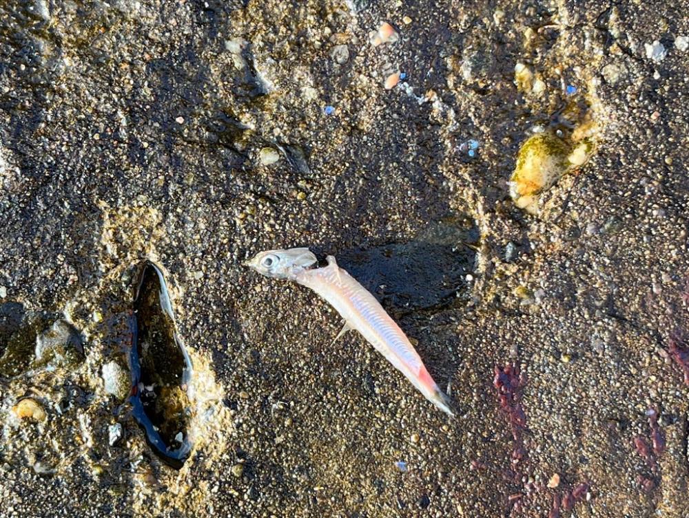 久しぶりのサゴシ