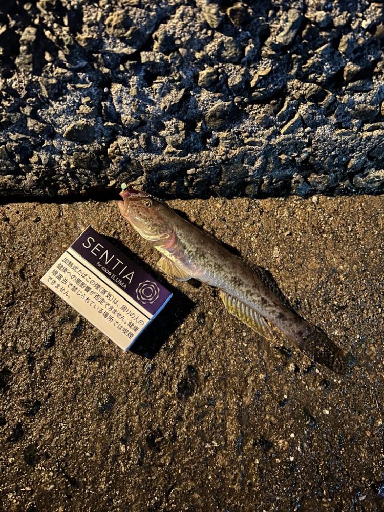 ヒイカを探して結局…