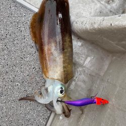 アオリイカキロ足らず