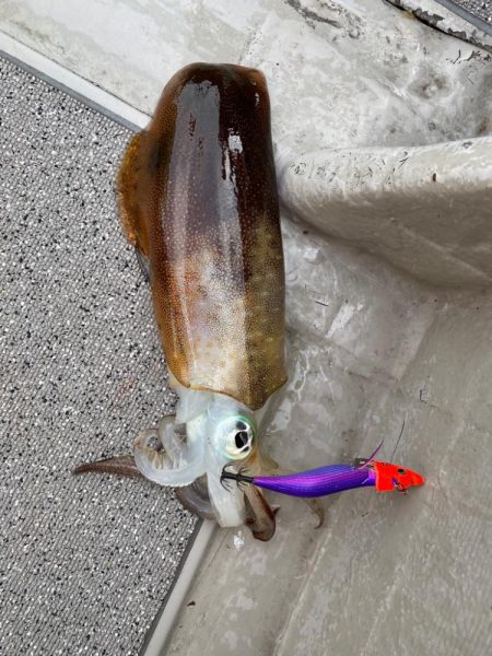 アオリイカキロ足らず