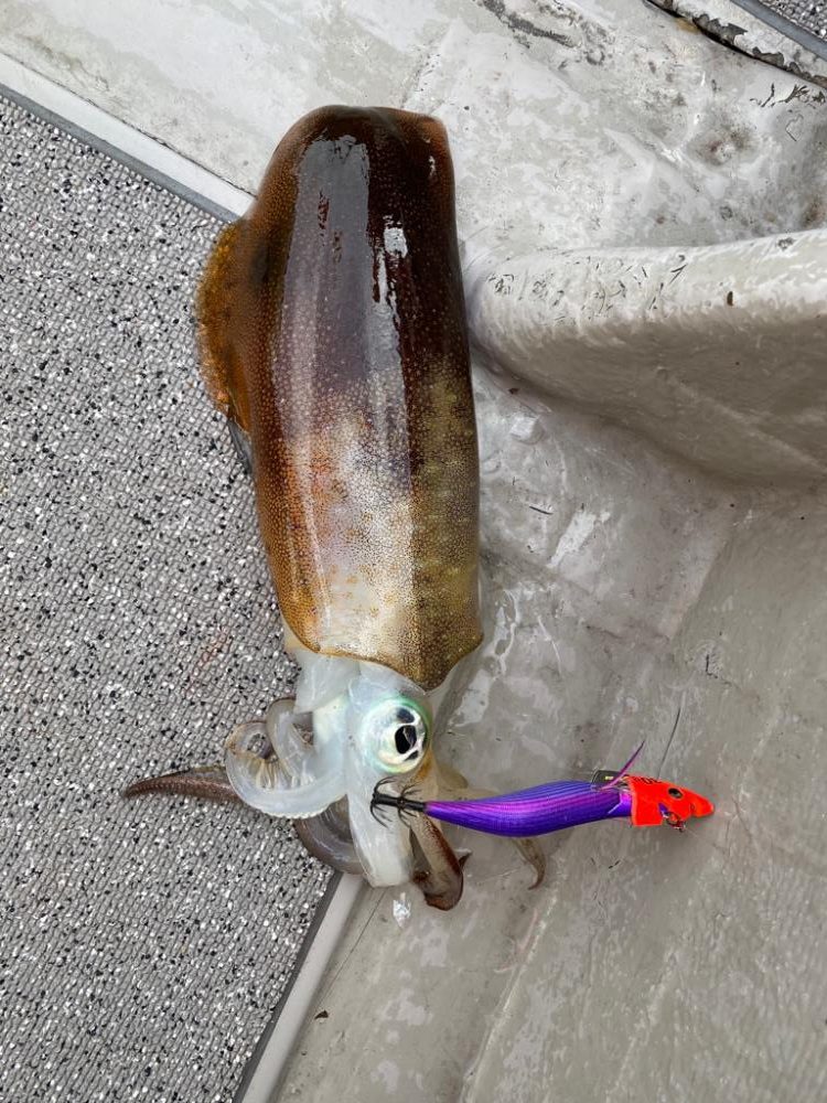 アオリイカキロ足らず