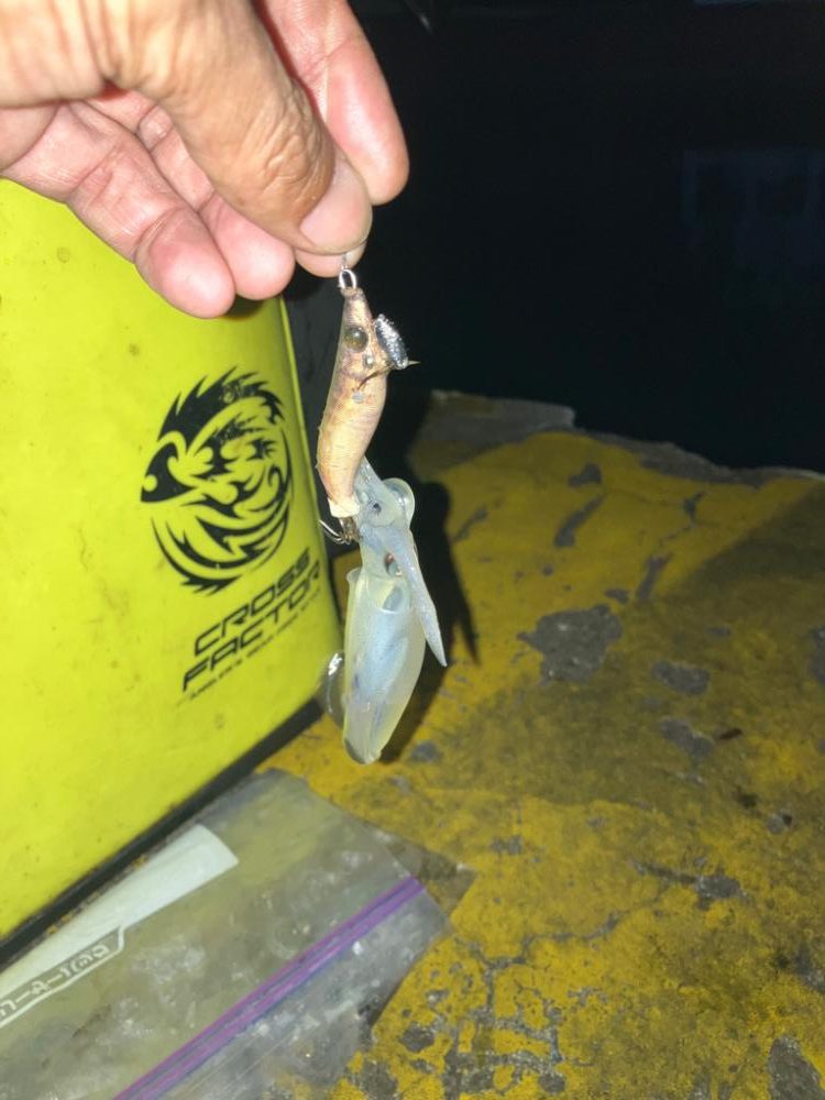 ヒイカ調査2(^.^)