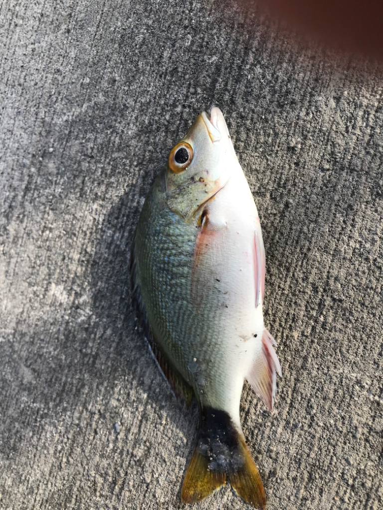 アオリを釣りたいのだよ。アコウさん、