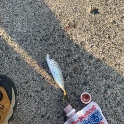 サビキで楽しみすぎた...