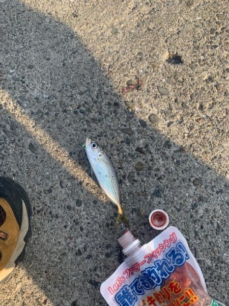 サビキで楽しみすぎた...