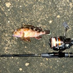 昨日に引き続きガシリング