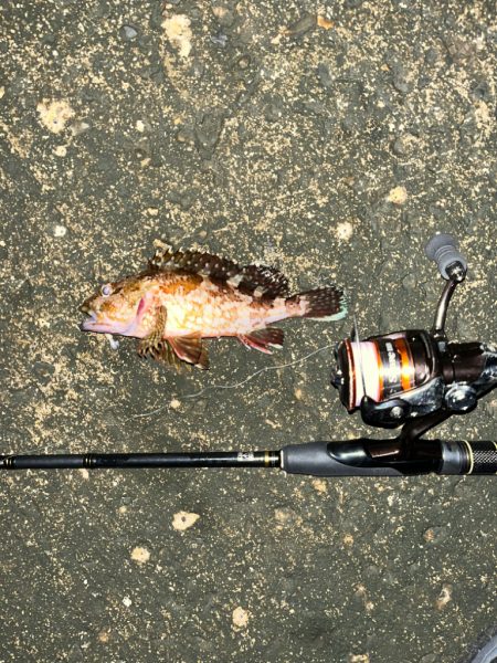 昨日に引き続きガシリング