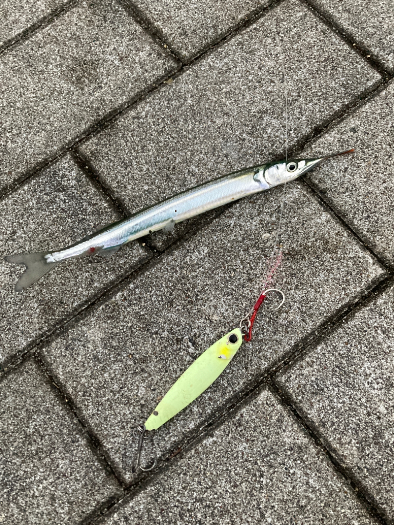 青牙カッター喰らうも。青牙リベンジ55cm。。