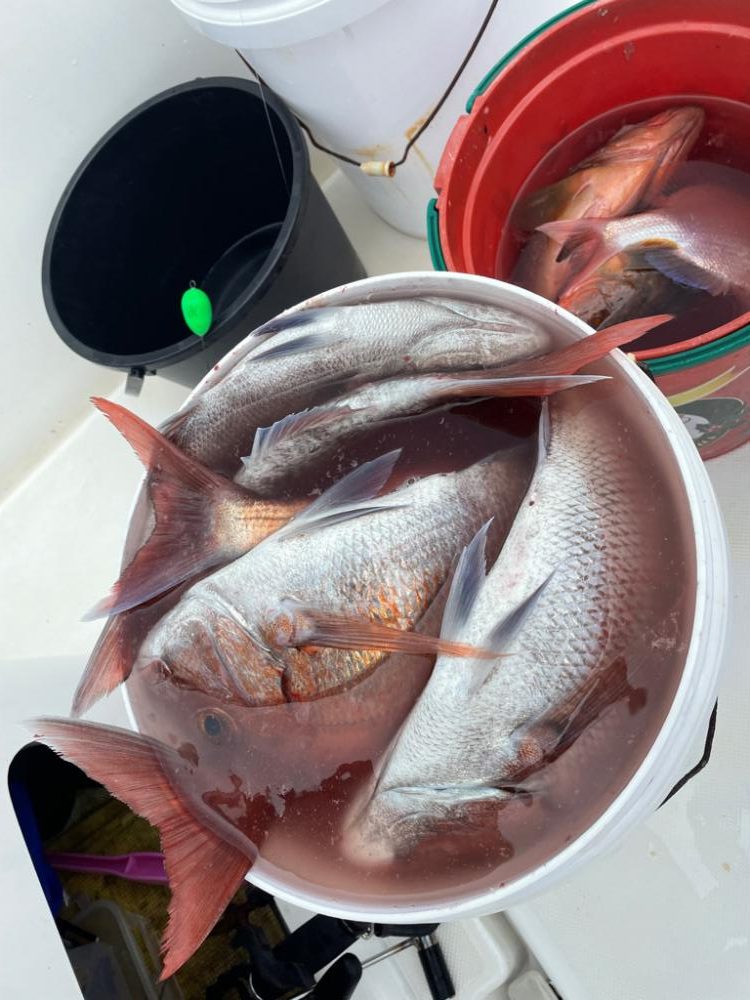 タイラバジギングで真鯛HIT⋆*🐟♬