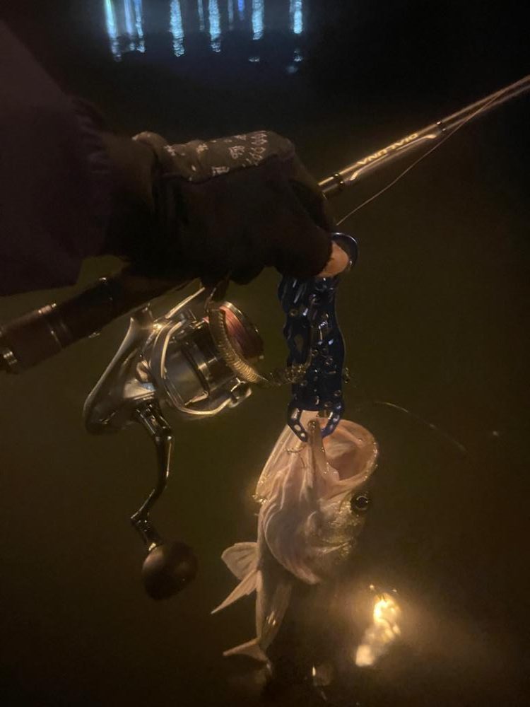 今日は逃げずにシーバスゲーム