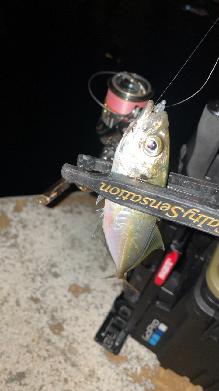 アジングナイト