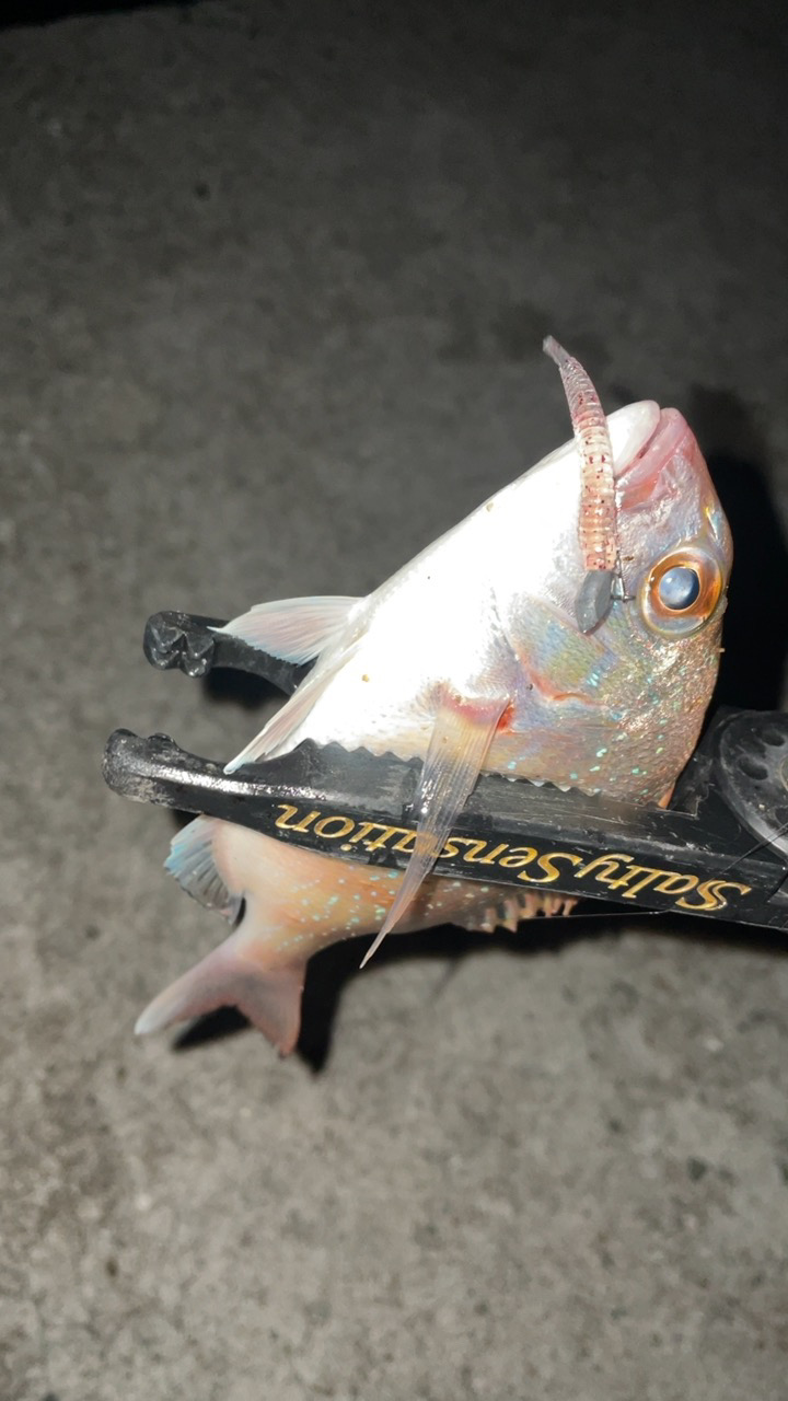 初めての尺アジ！