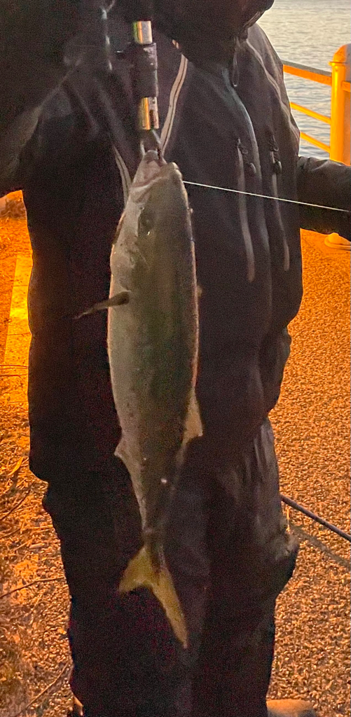 小ぶりですが青物っ❗️