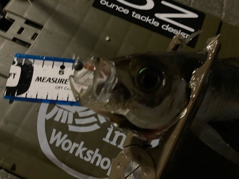 納得サイズ出ました