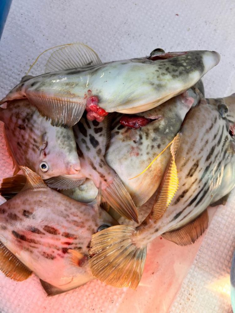 カワハギと真鯛釣り