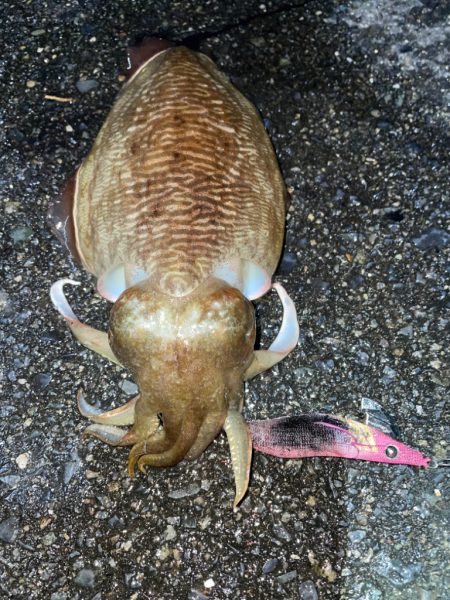 キロアップ狙いのエギング♪