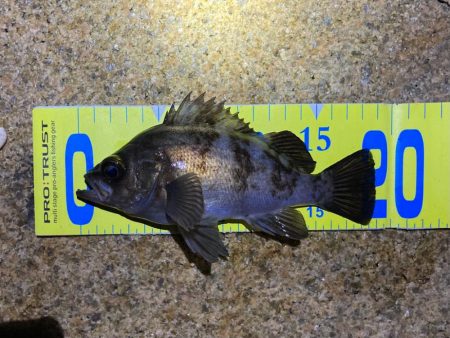 おもわね外道メバリング